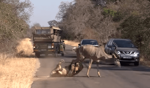 YouTube viral: turistas captan el impactante enfrentamiento entre un antílope y un hambriento león [VIDEO]