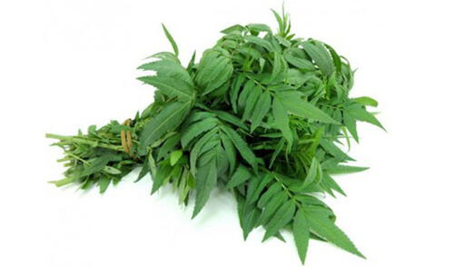 Beneficios del Huacatay Beneficios del Huacatay