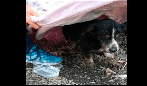 Instagram: entierran a perro creyendo que murió y "resucita" al poco tiempo [FOTOS]
