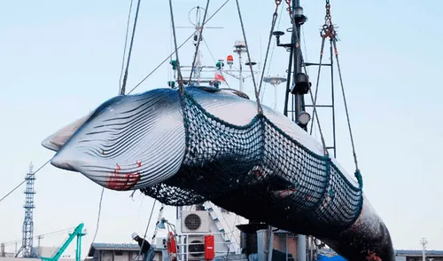 caza ballenas Japón