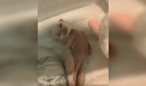 Facebook viral: encuentra gato recién nacido en la calle, lo lleva a su casa y lo ayuda en su recuperación [VIDEO]