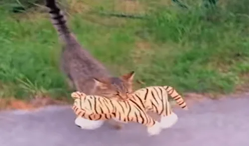 Facebook viral: gato roba el peluche de 'tigre' de su vecino para tener una épica pelea [VIDEO]
