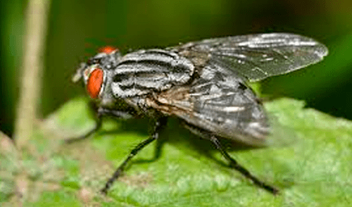 YouTube viral: enorme mosca ingresa a casa para expulsar cientos de larvas y joven queda asqueado [VIDEO]