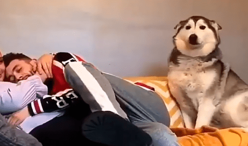 Facebook viral: perro celoso tiene increíble al ver a chico abrazar a su dueña sorprende a usuarios [VIDEO] 