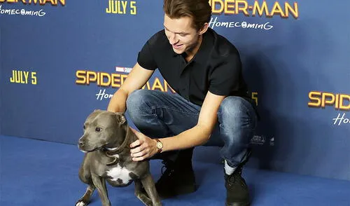 Instagram: Tom Holland se convirtió en un superhéroe para un perro perdido [VIDEO]