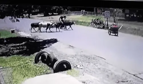 YouTube viral: con letal patada una 'vaca karateca' hace volar a un motociclista [VIDEO] 