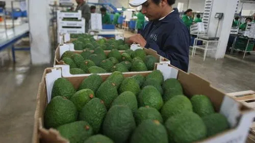 Exportaciones agrarias suman US$ 6.255 millones durante el 2017