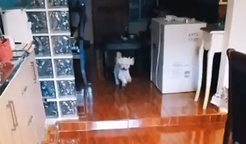 Llama a su familia para almorzar y su perrito es el primero en llegar [VIDEO]