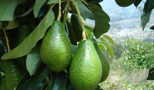 La palta fuerte fue el producto que menos incidencia tuvo en la inflación del mes de febrero.