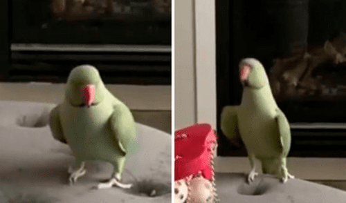 Loro causa sensación por su divertido baile