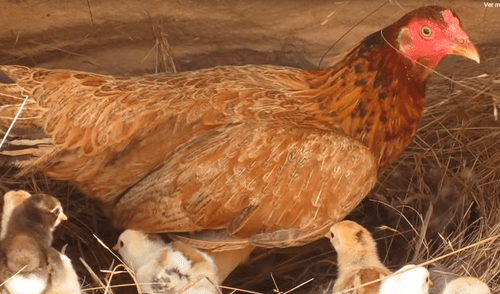 Vía YouTube: Cocodrilo busca devorar a crías de mamá gallina y ella arriesga su vida para salvarlos [VIDEO]