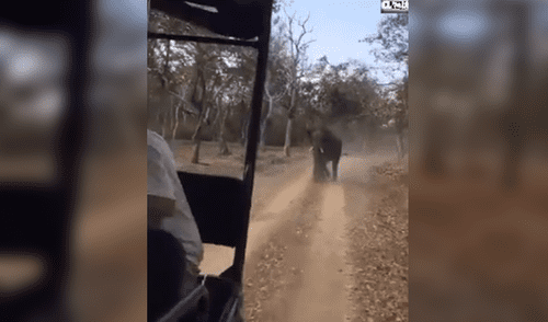 YouTube viral: elefante enojado intenta matar a turistas que invadieron su territorio [VIDEO]