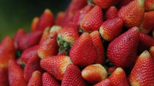Australia en alerta por agujas escondidas en fresas Australia en alerta por agujas escondidas en fresas