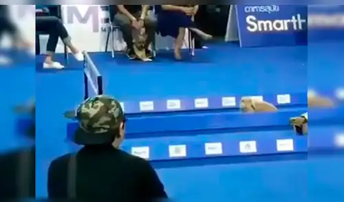 Facebook: tortuga y liebre tienen épica carrera y todo acaba como en la fábula [VIDEO]