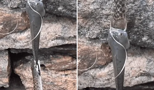 Serpientes se pelean por devorar a un pez fuera del agua y al final este logra escapar