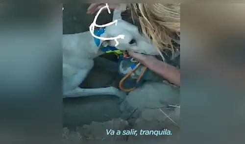 Perrita y crías