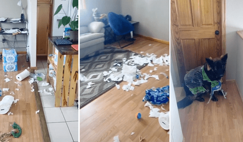 A través de TikTok se hizo viral el momento en que una mujer encuentra todo el destrozó que había hecho su perro. Perro destroza papel higiénico