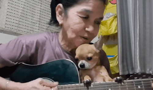 Tailandesa interpreta ‘Hey jude’ de The Beatles junto a su chihuahua y sorprende por su talento [VIDEO]