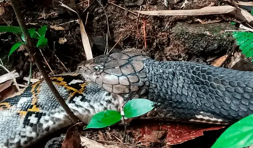 YouTube viral: pitón y culebra tienen un brutal enfrentamiento que remeció a las redes YouTube viral: pitón y culebra tienen un brutal enfrentamiento que remeció a las redes