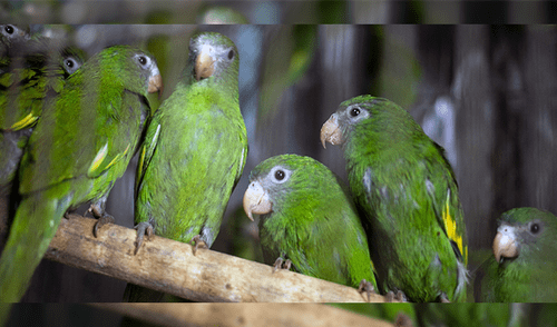 PNP rescata a casi 600 loros silvestres que iban a ser traficados PNP rescata a casi 600 loros silvestres que iban a ser traficados