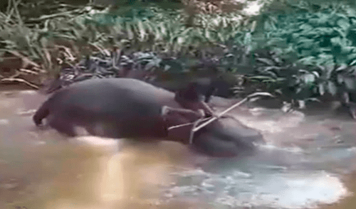 Captan a otro elefante llorando de dolor mientras es azotado por sus cuidadores [VIDEO] 