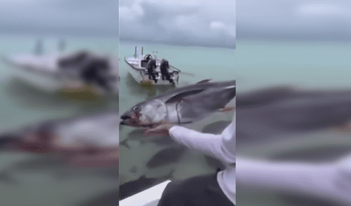 YouTube Viral: Arrojó pez a río lleno de pirañas y algo increíble pasó [VIDEO]