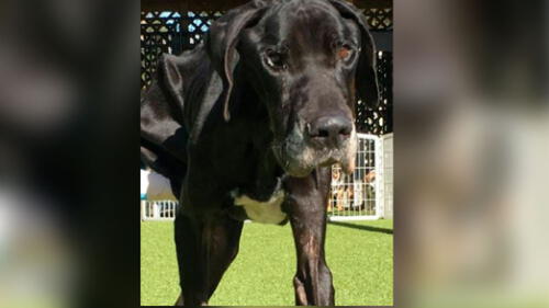 La desgarradora historia del perro que comió su propia pata para no morir de hambre