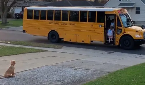 Desliza hacia la izquierda para ver más imágenes sobre esta conmovedora escena que es viral en redes sociales. Foto: captura de Facebook Perro acompaña a dos niñas al autobús escolar y las espera a que suban