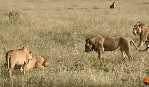 YouTube viral: Leones tienen brutal batalla por su territorio y manada de hienas aprovecha para robarles su presa