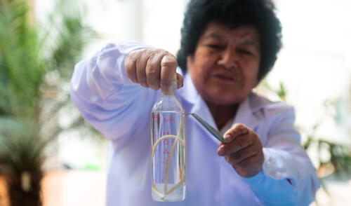 Cuidado: Parásitos intestinales pueden causar anemia