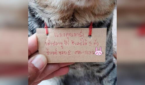 Facebook viral: gato regresa a casa después de estar desaparecido por tres días y aparece con una deuda [FOTOS]