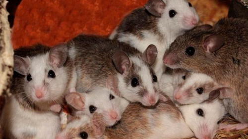 Bebé es mordida por ratones y queda con más de cien heridas en la cara