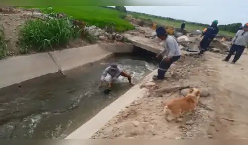 Arequipa: Obrero salva a perro que fue arrojado a canal de regadío [VIDEO]