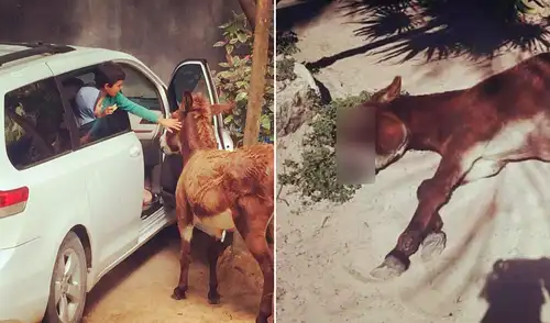 Hasta el momento, el hotel no se ha pronunciado al respecto, aunque sí ha borrado algunas publicaciones del burro. Foto: Instagram Denuncian a hotel de México por permitir a turistas dar alcohol a un burro