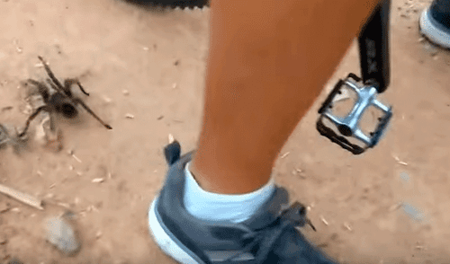 En YouTube: Se acercó demasiado a tarántula sucedió algo escalofriante En YouTube: Se acercó demasiado a tarántula sucedió algo escalofriante