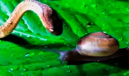 YouTube: Serpiente devora a un pequeño caracol y solo deja el caparazón