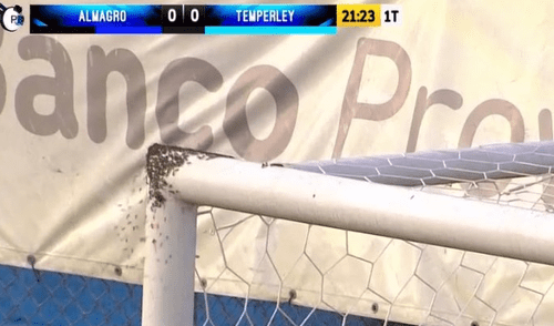 Abejas invadieron partido de fútbol y desataron el pánico entre jugadores e hinchas [VIDEO] 