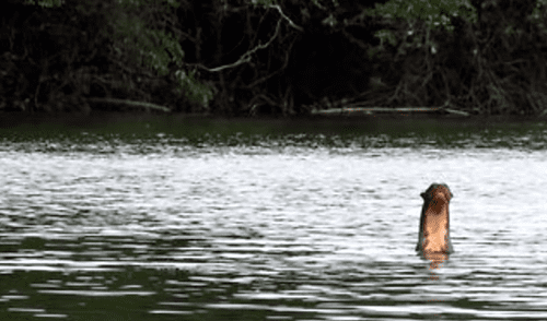 YouTube: ¿Captan dinosaurio con vida en Estados Unidos? Su aspecto sorprende a todos