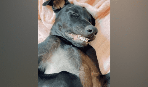 Desliza hacia la izquierda para ver las imágenes del viral de YouTube. Foto: Captura. YouTube viral: joven ingresa a su cuarto y encuentra a su perro durmiendo con una singular mueca