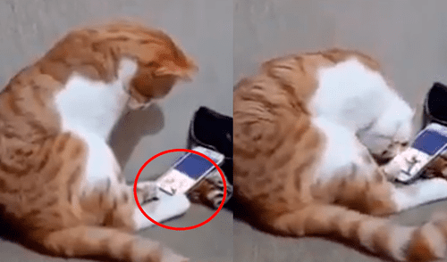 Facebook Viral: Usuarios se conmovieron tras ver la reacción de gato al ver vídeo de su dueño fallecido