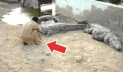 YouTube viral: se arma de valor e ingresa a un santuario de cocodrilos, sin imaginar lo que pasaría [VIDEO]