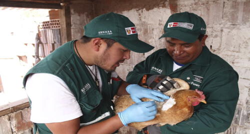 Personal de Senasa recogió muestras en aves.