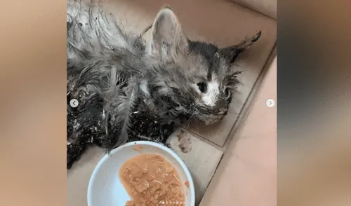El dramático caso de la gata bebé que bañaron con pegamento y hoy lucha por su vida [VIDEO]