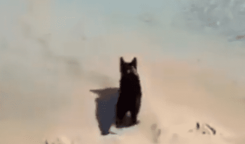 Facebook viral: gato vence su temor al agua y cruza charco para seguir a su amo 