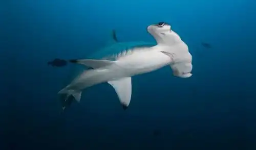 Produce establece límite de captura de tiburón martillo 