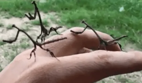 Facebook: terror por hallazgo de extrañas criaturas del mundo de 'Harry Potter' [VIDEO]