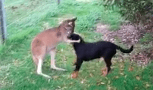 YouTube viral: perro recibe caricias de un canguro cuando estaba paseando por el campo [VIDEO]