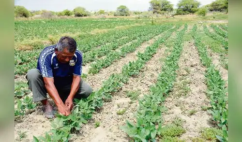 Piura: Más de mil familias damnificadas recuperarán hectáreas de cultivo