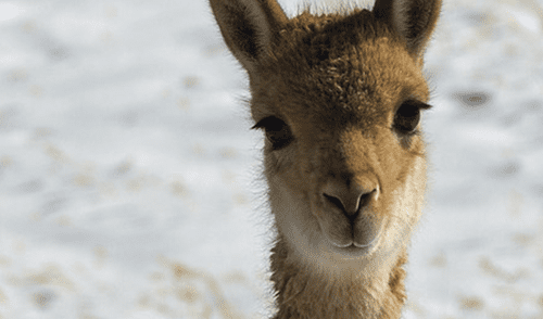 Vicuña ayacuchana tendrá en drones su última esperanza contra la caza furtiva  [FOTOS]