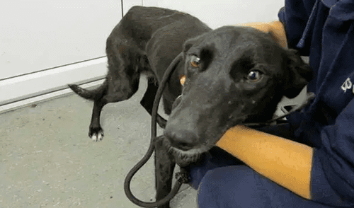 Mascota abandonada alimentaba a sus cachorros a pesar de tener una cadena en el cuello Mascota abandonada alimentaba a sus cachorros a pesar de tener una cadena en el cuello